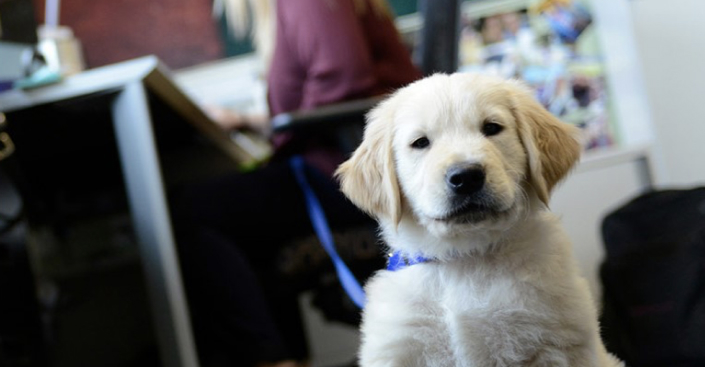 A dog in the office